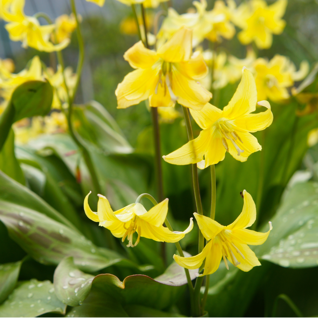 Trout Lily, Erythronium Pagoda ~ 12 Blubs for Pickup in Fall