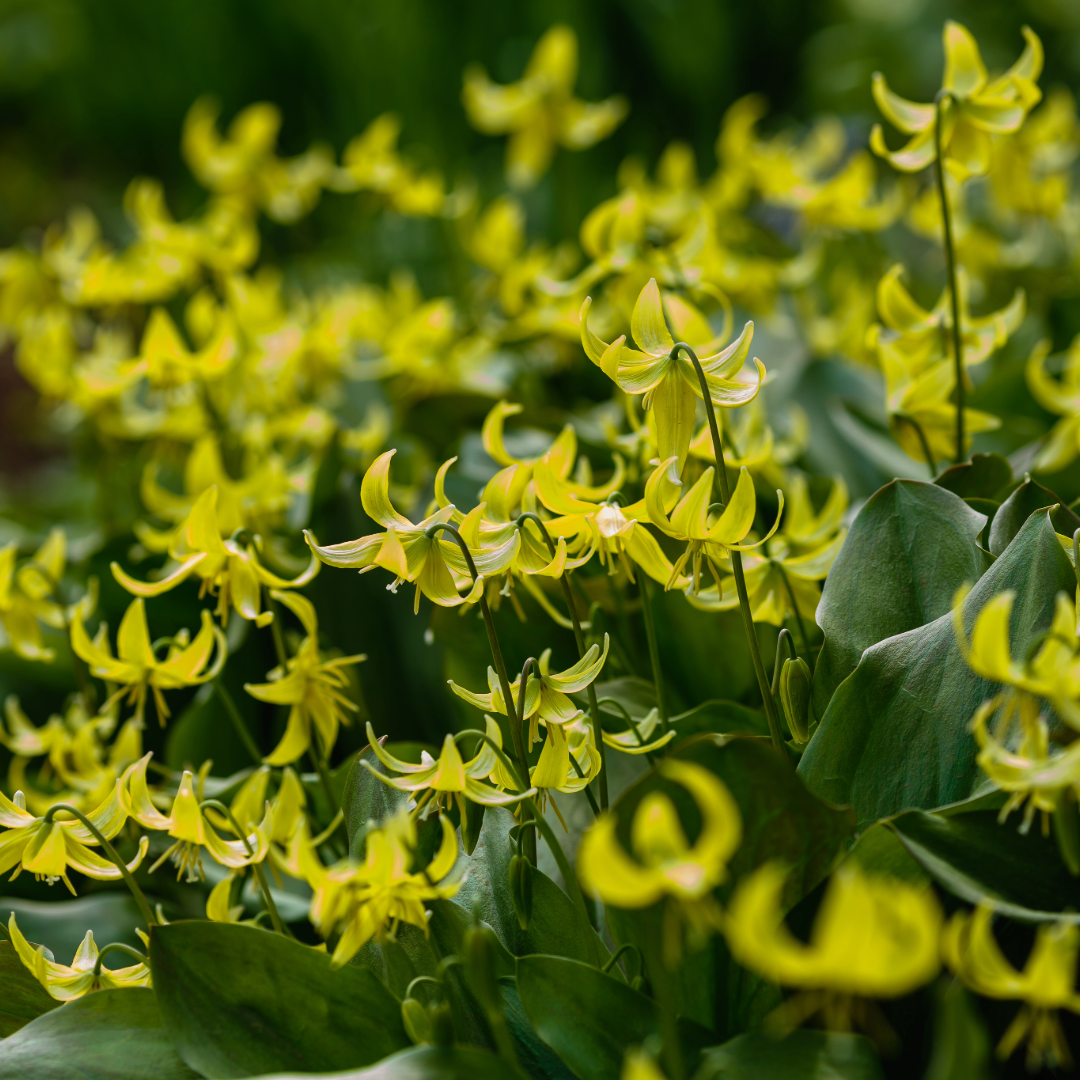 Trout Lily, Erythronium Pagoda ~ 12 Blubs for Pickup in Fall