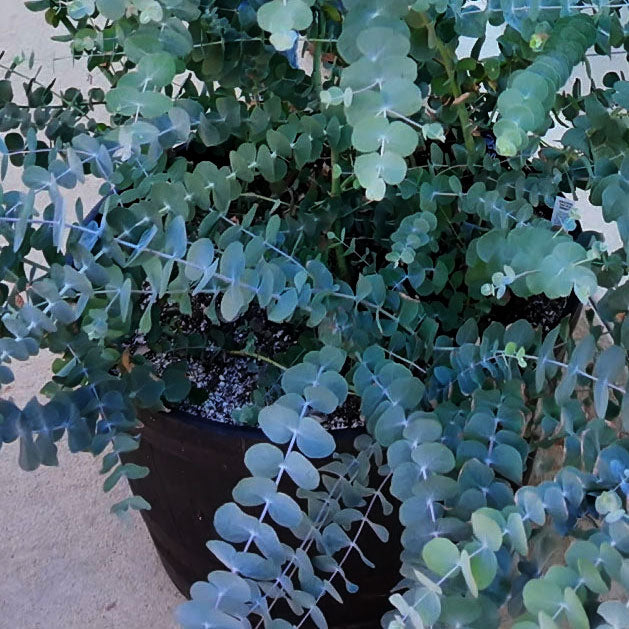Eucalyptus 'Silver Dollar' ~ Cut Flower Grower of 24 Hefty Plants for Preorder