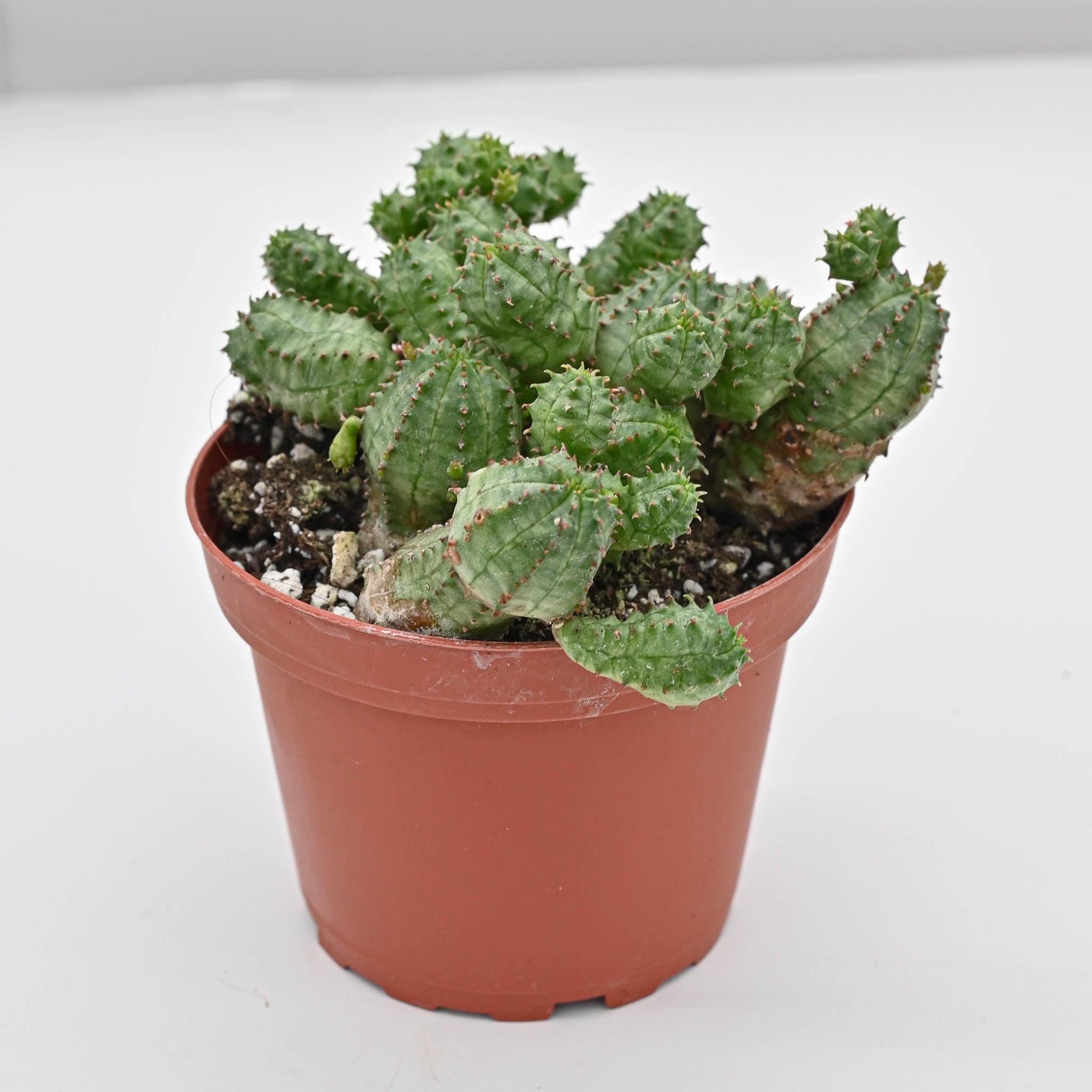 hitchhiker's guide to the galaxy potted plant African Milk barrel or Kiko plant