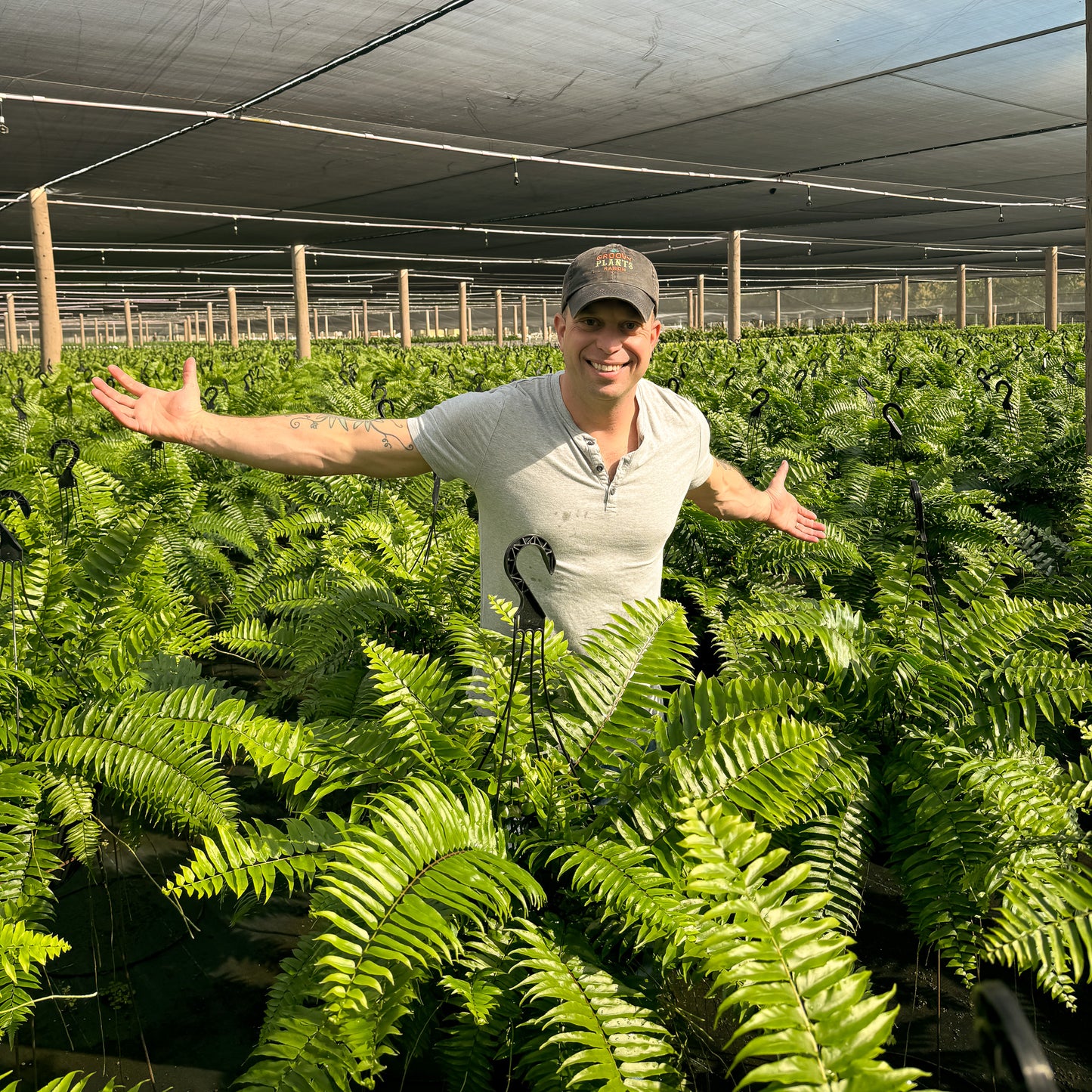 Macho Fern ~ Frond-tastic Sea of 6 Hefty Hanging Baskets for Preorder