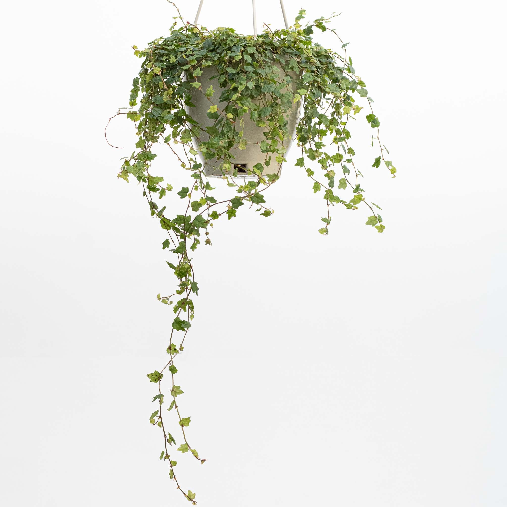 String of Frogs Hanging Basket