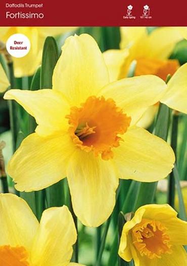 Daffodil fortissimo ~ 20 Blubs for Pickup in Fall