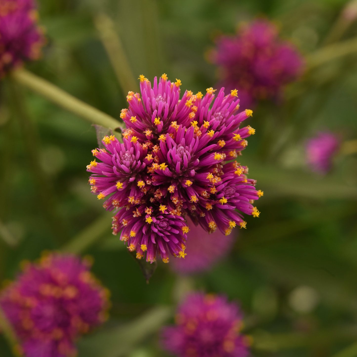 Globe Amaranth 'Fireworks' ~ Trio of 3 Hefty Plants for Preorder