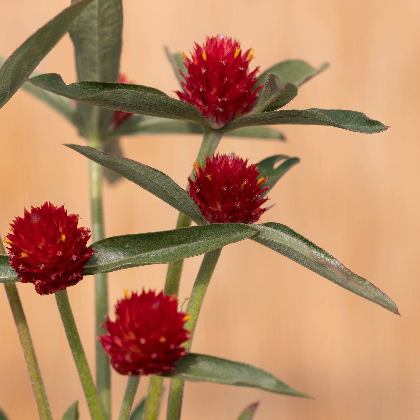 Globe Amaranth 'Hot Lava' ~ Trio of 3 Hefty Plants for Preorder