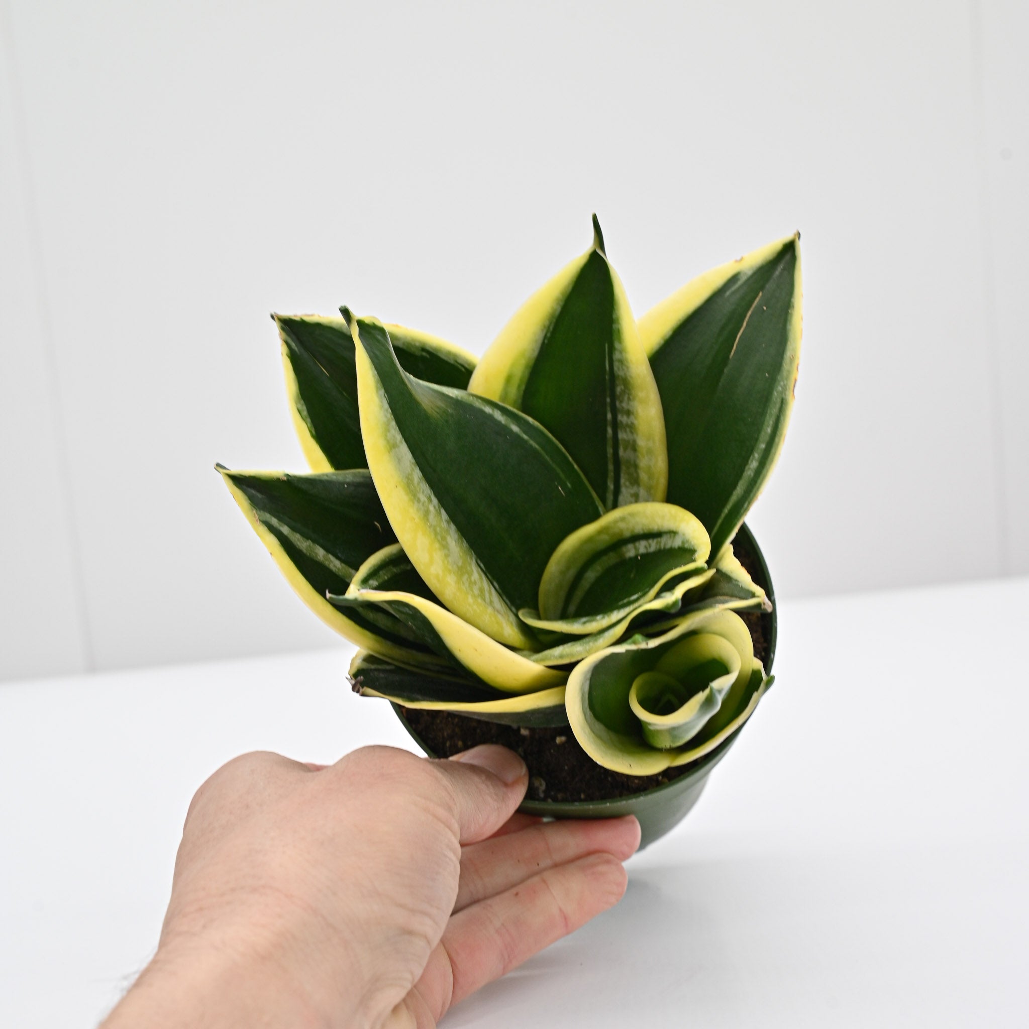 25センチガーデンパンいっぱいBucephalandra /パダワン Snake Plant | Sansevieria 'Jade Pagoda Hahnii' – The Groovy Plants