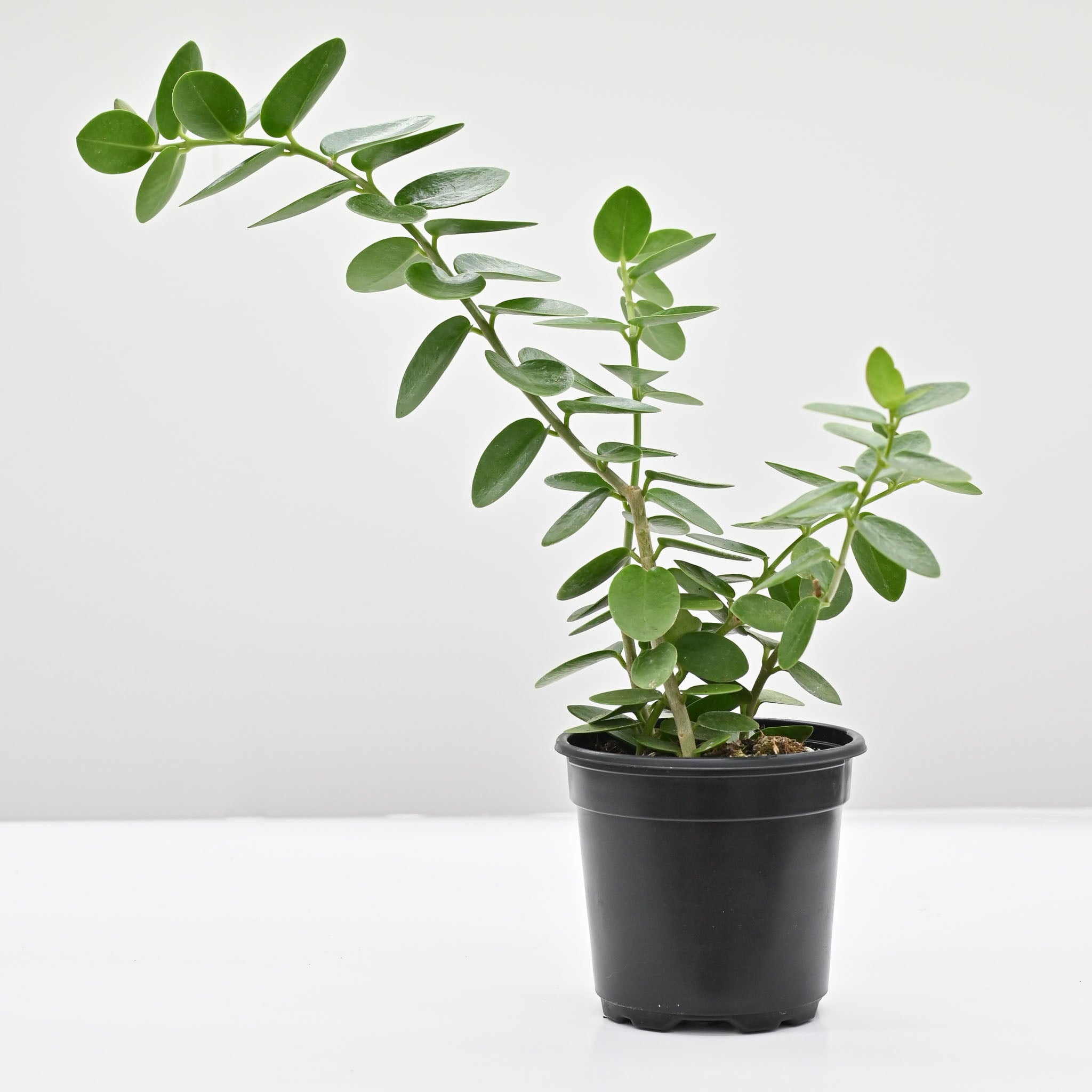 wax house plant Hoya cumingiana