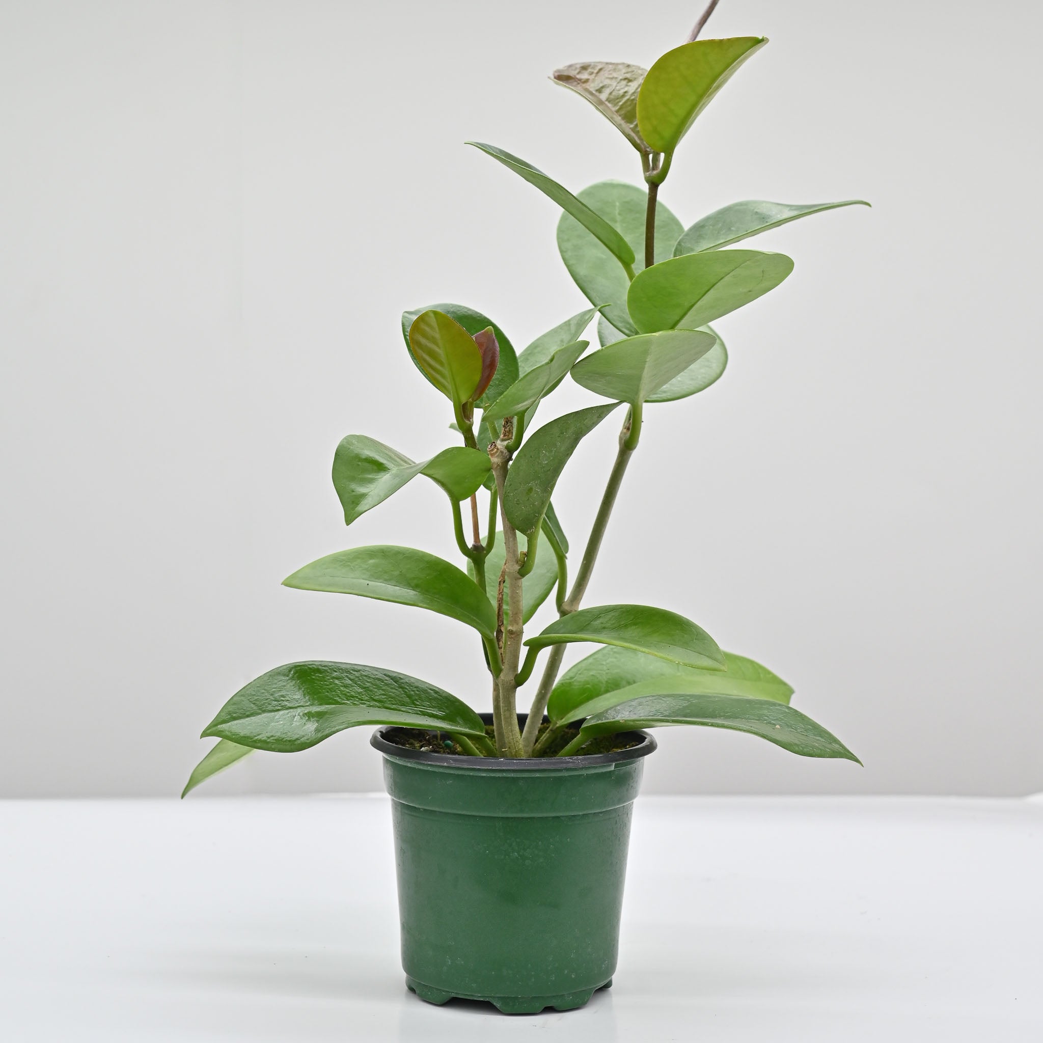 waxy leaf indoor plant Hoya skinneriana
