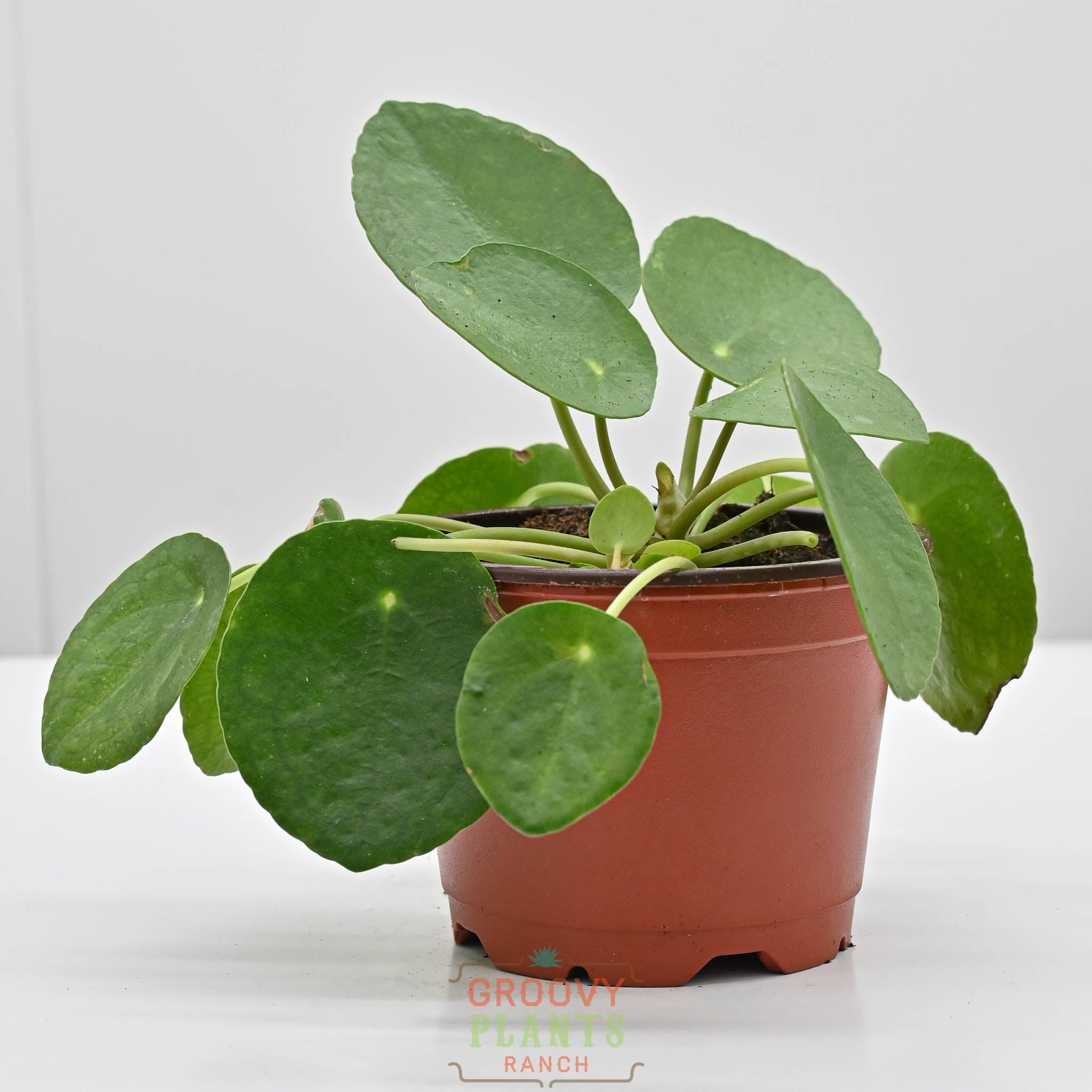 Chinese Money Plant