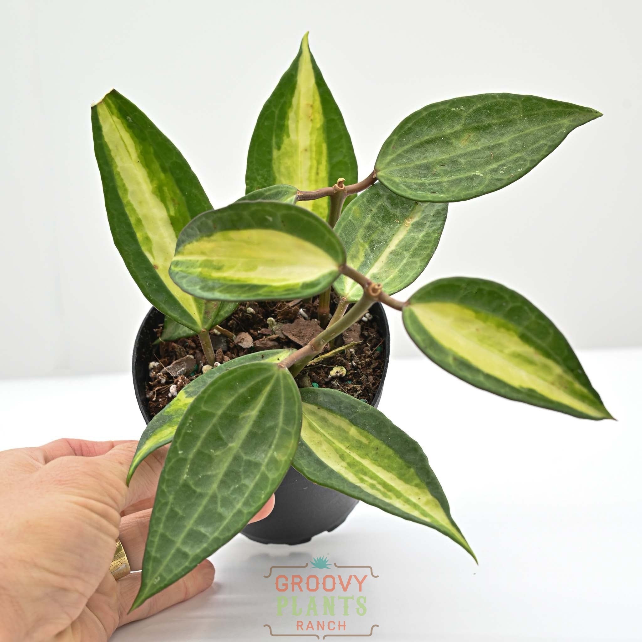 Hoya macrophylla 'Pot of Gold' | Wax Plant – The Groovy Plants