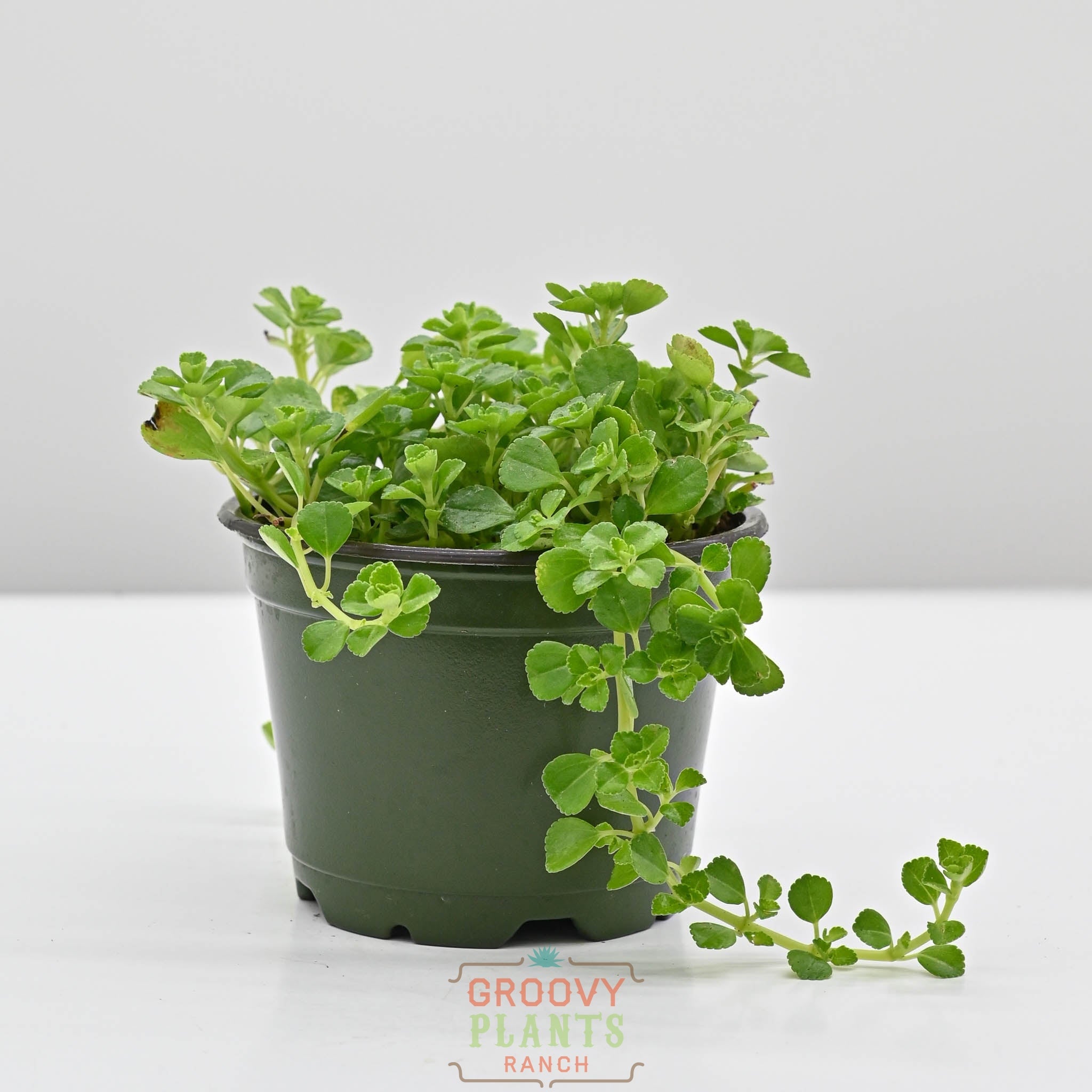 Baby Tears | Pilea Depressa  The Groovy Plants Ranch LLC