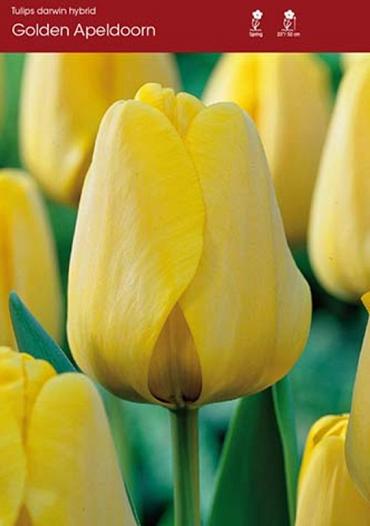 Tulip Golden Apeldoorn ~ 20 Blubs for Pickup in Fall