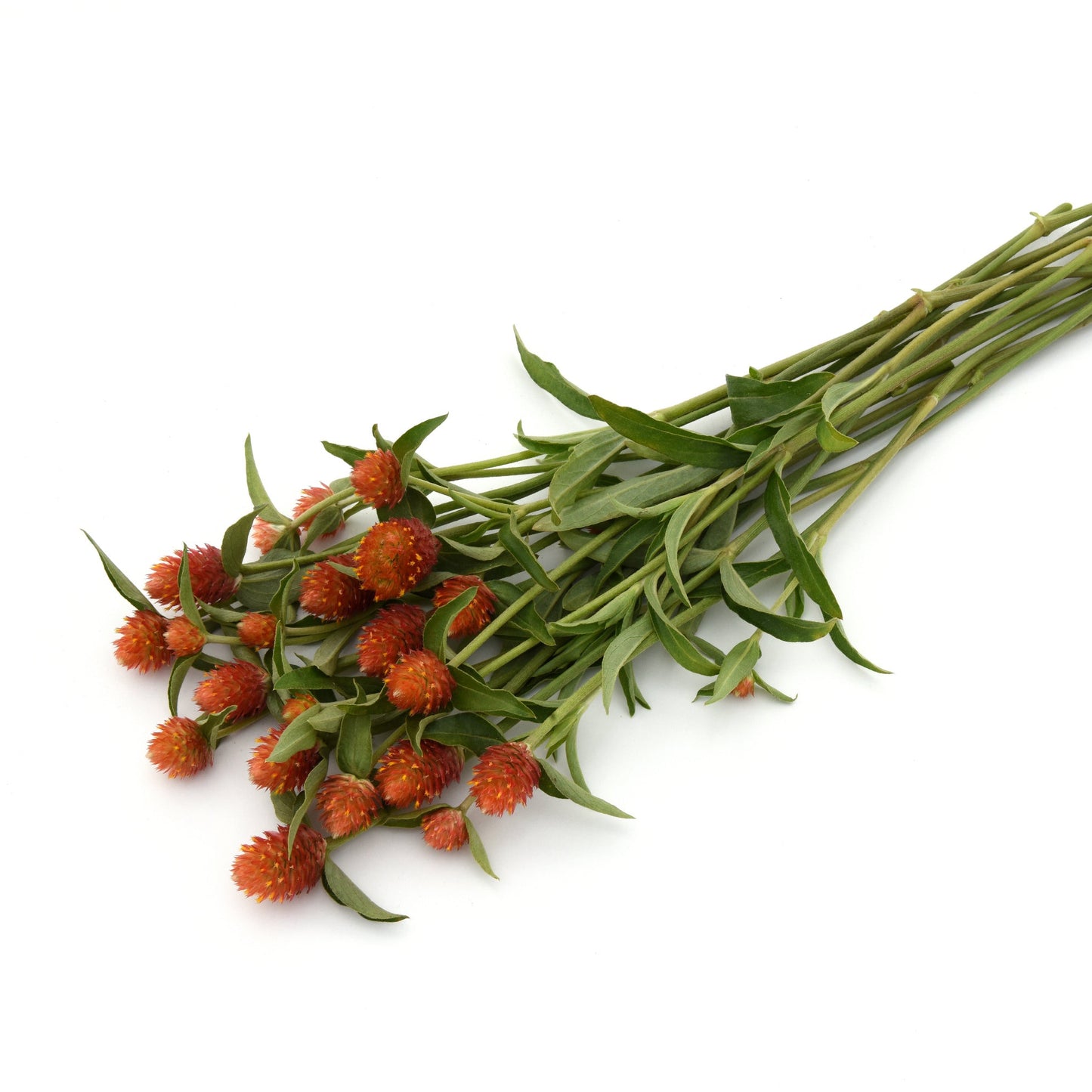 The Globe Amaranth Collection ~ Cut Flower Garden of 24 Hefty Plants for Preorder