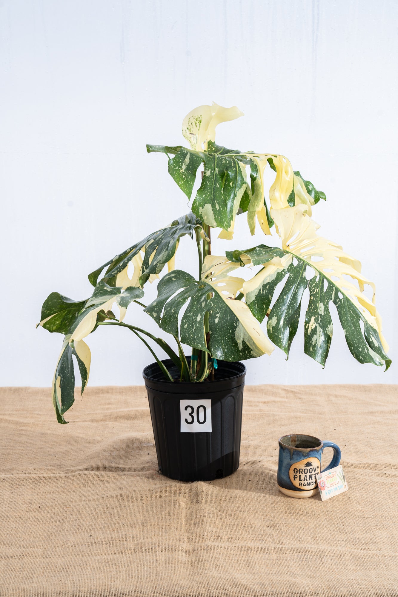 Monstera 'Thai Constellation' 10" - Limited Release for Pickup