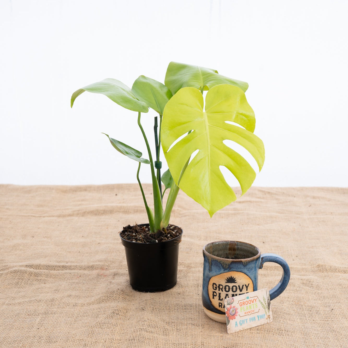 Monstera 'Lemon Lime' | Limited Release for Pickup – The Groovy
