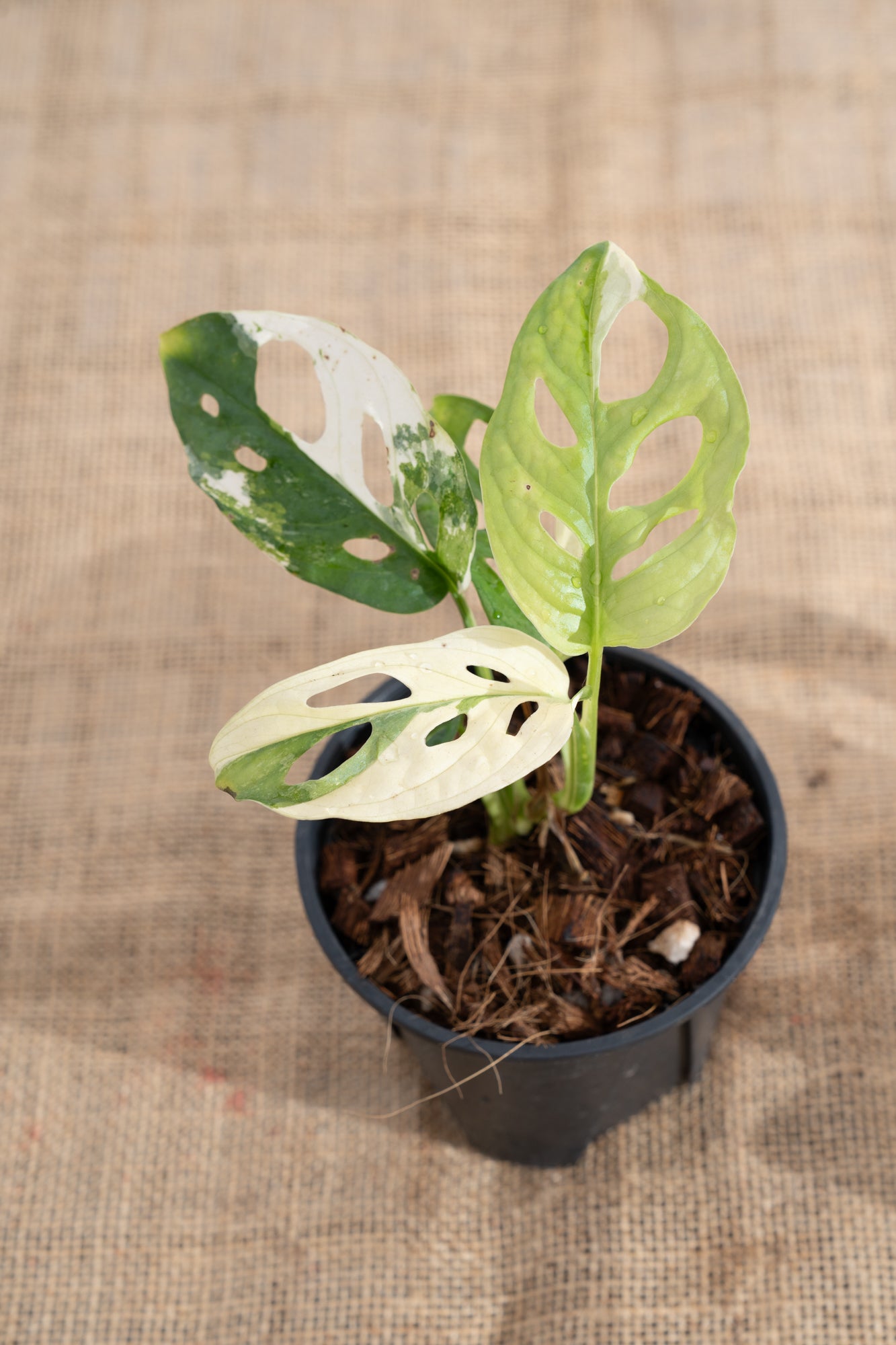 Monstera adansonii 'Variegated White' - Limited Release for Pickup