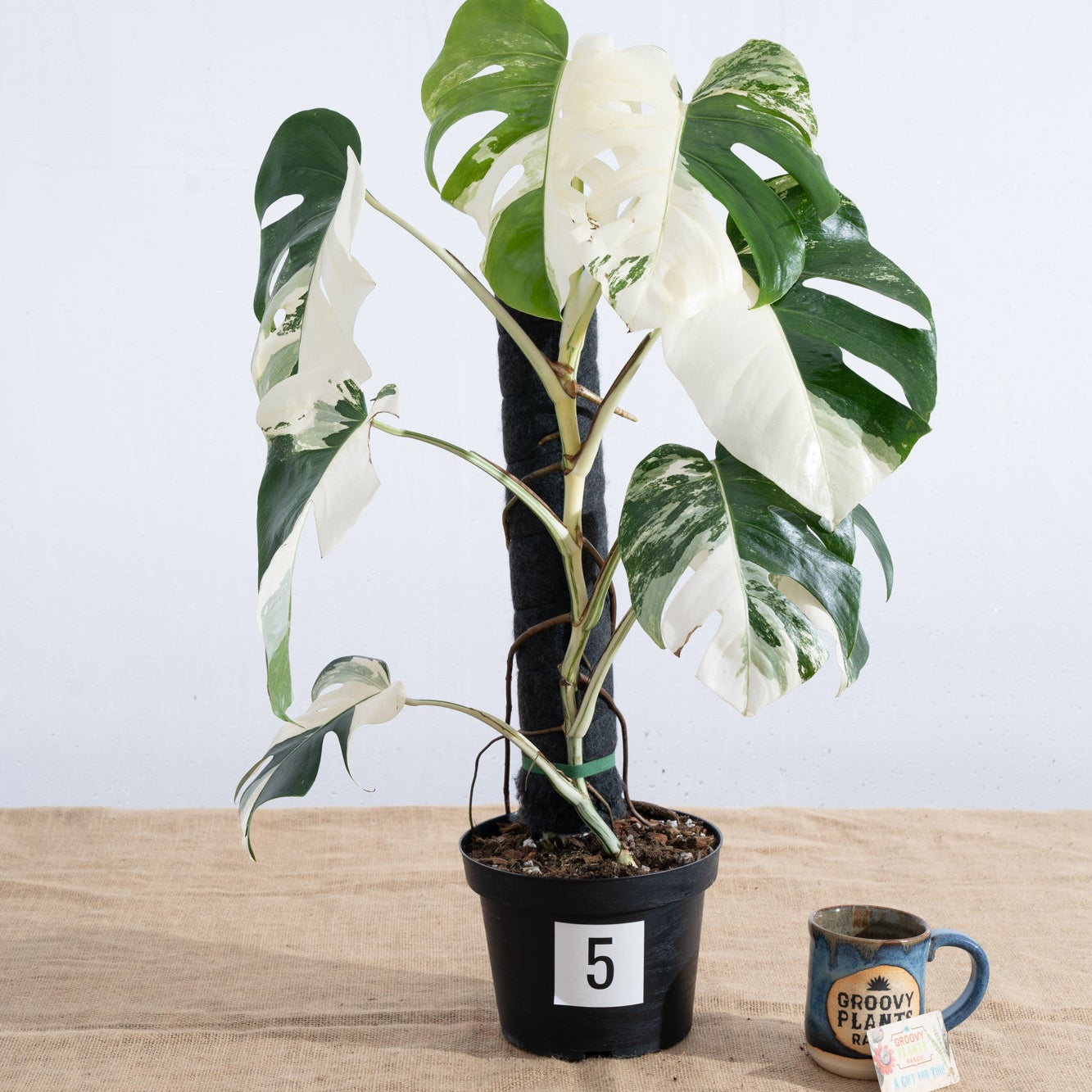 Monstera 'Albo' 8" - Limited Release for Pickup