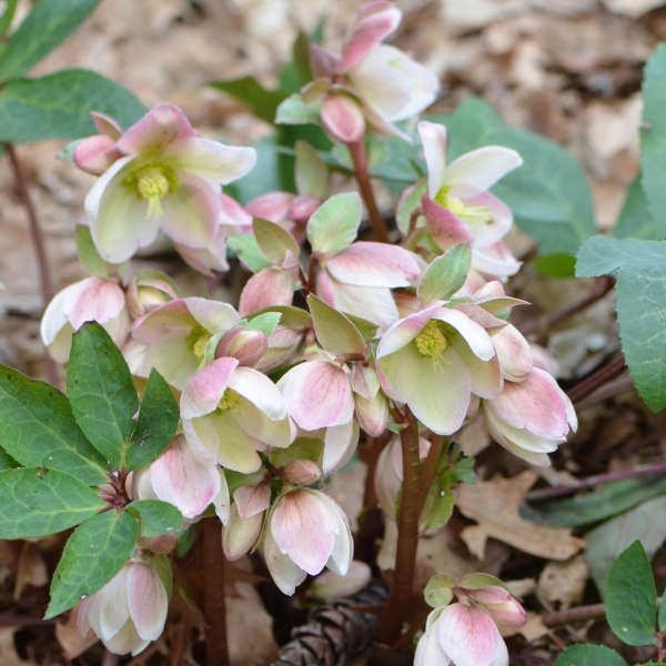 Helleborus | ‘Ivory Prince’ - Limited Summer Release - Pickup Now