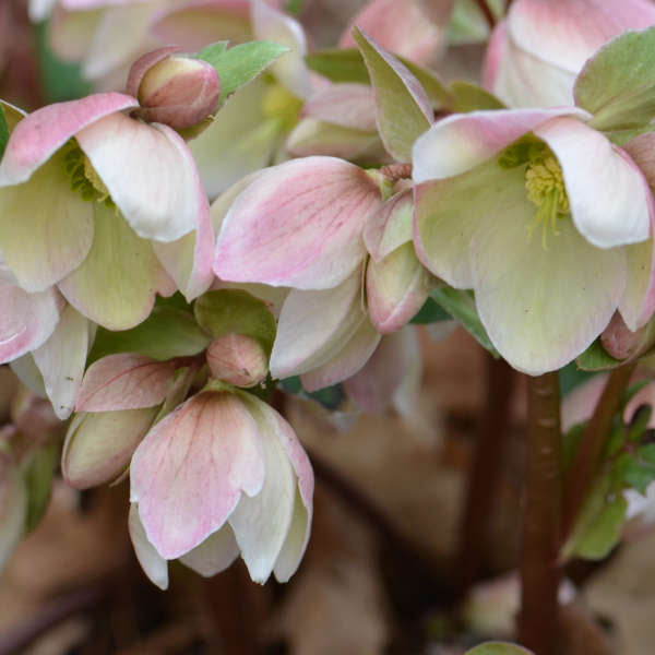 Helleborus | ‘Ivory Prince’ - Limited Summer Release - Pickup Now