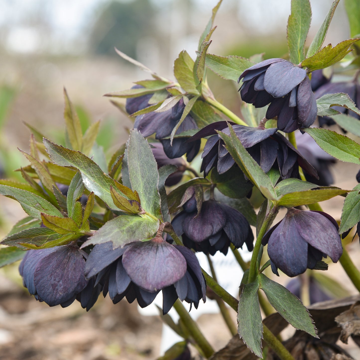 Helleborus | ‘Dark and Handsome- Limited Summer Release - Pickup Now