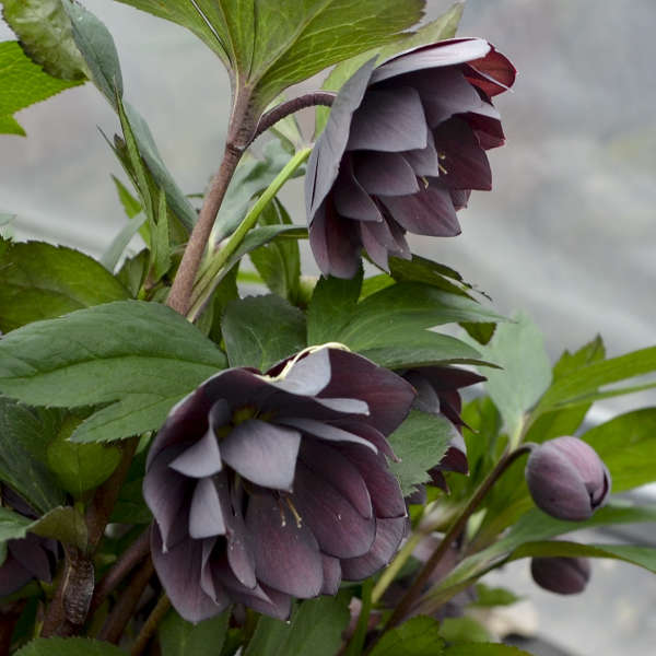 Helleborus | ‘Dashing Groomsmen'- Limited Summer Release - Pickup Now