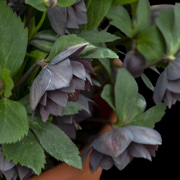 Helleborus | ‘Dashing Groomsmen'- Limited Summer Release - Pickup Now