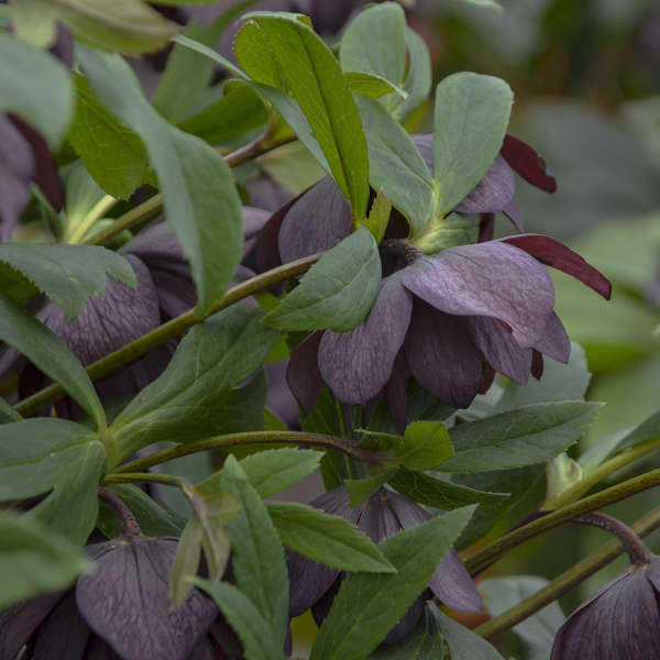 Helleborus | ‘Dashing Groomsmen'- Limited Summer Release - Pickup Now
