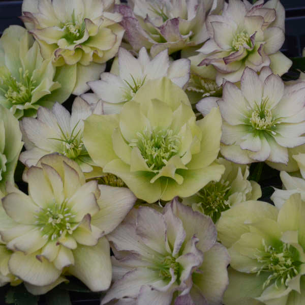 Helleborus | Wedding Party ‘First Dance’ ~ Summer Hellebore Limited Release - Pickup Now