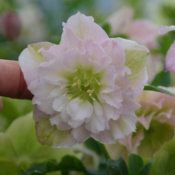 Helleborus 'Flower Girl' - Summer Limited Release - Pickup Now