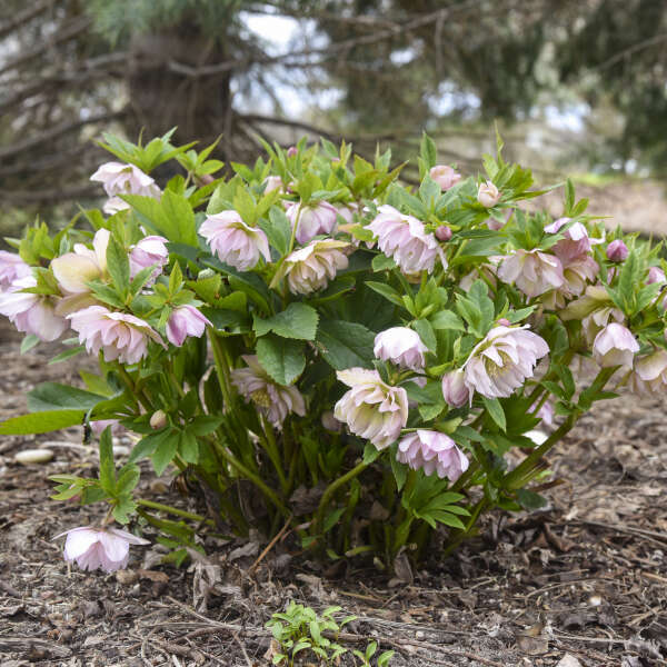 Helleborus 'Flower Girl' - Summer Limited Release - Pickup Now