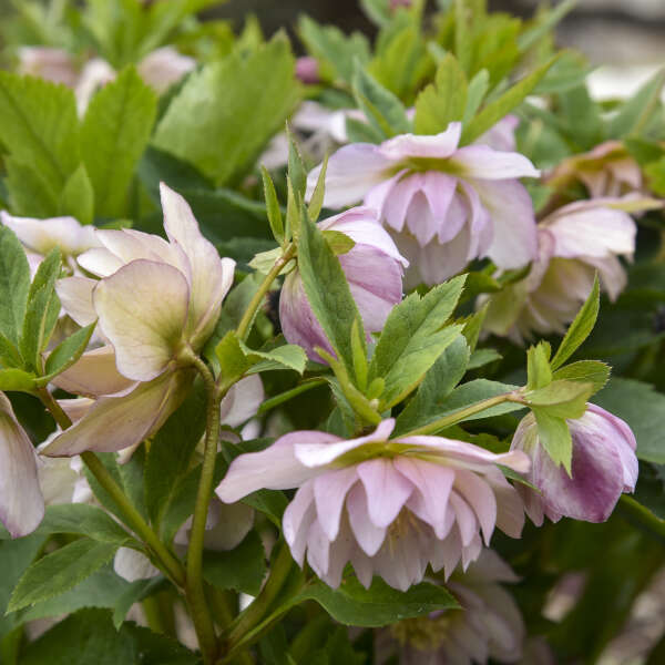 Helleborus 'Flower Girl' - Summer Limited Release - Pickup Now