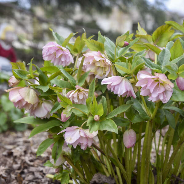 Helleborus 'Flower Girl' - Summer Limited Release - Pickup Now
