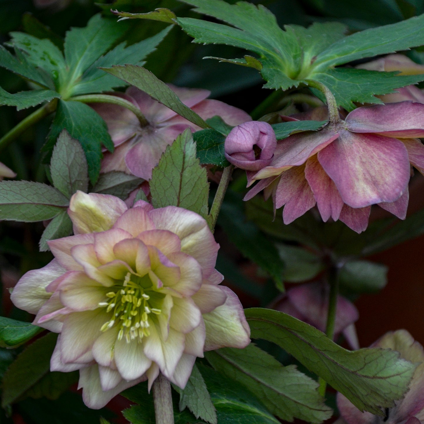 Helleborus | Wedding Party ‘Mother of the Bride’ ~ Summer Hellebore Limited Release - Pickup Now