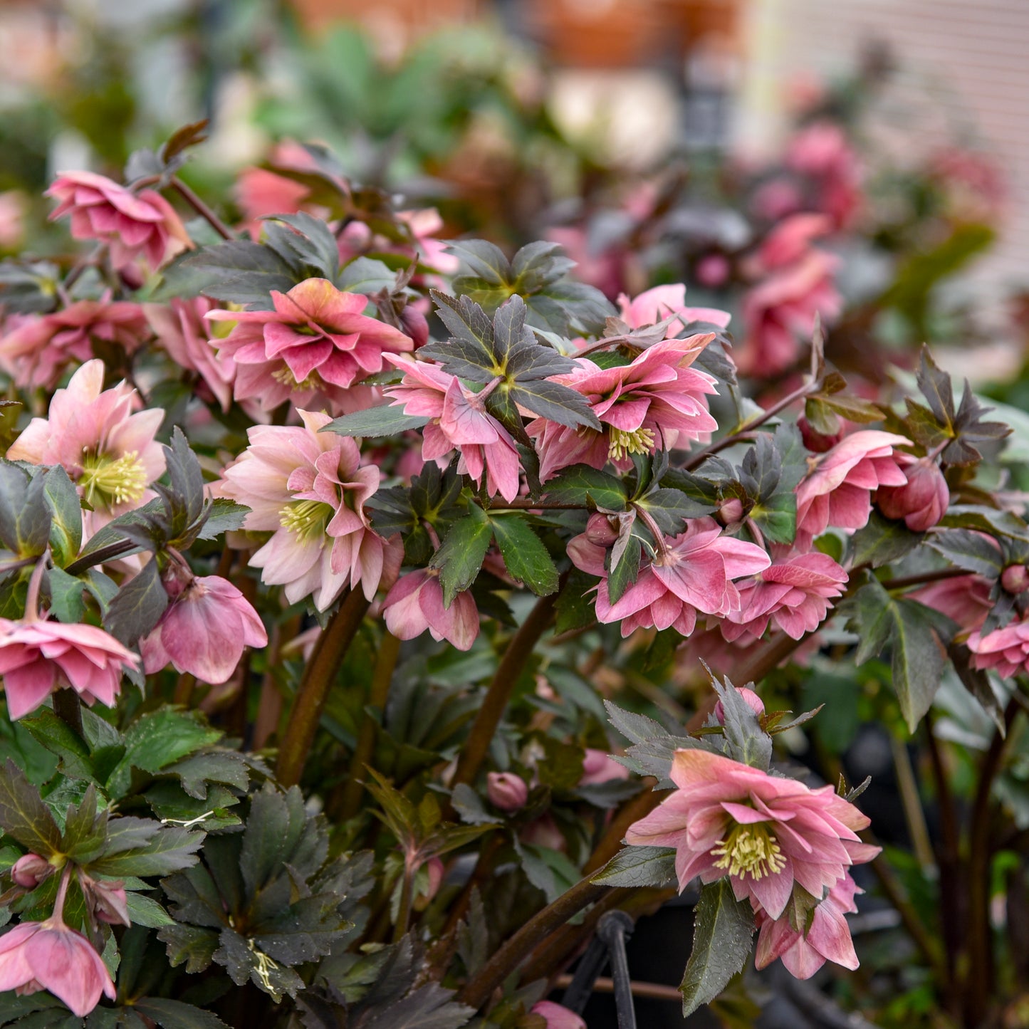 Helleborus | Wedding Party ‘Mother of the Bride’ ~ Summer Hellebore Limited Release - Pickup Now