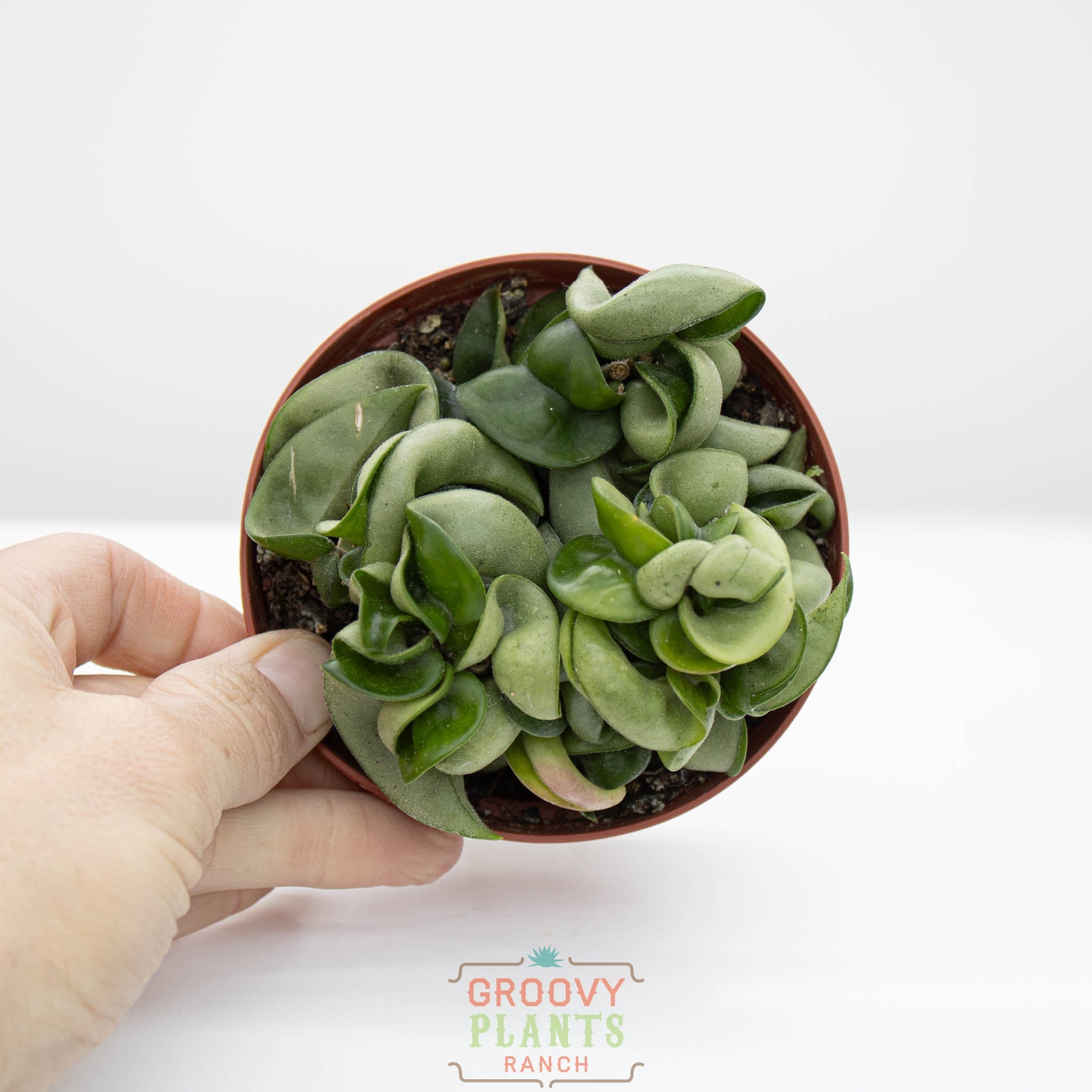 Hoya compacta | Hindu Rope – The Groovy Plants Ranch LLC