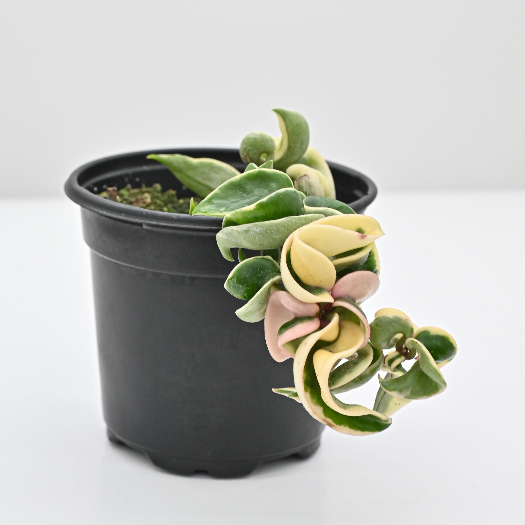 Hoya carnosa 'compacta variegata' | Variegated Hindu Rope – The