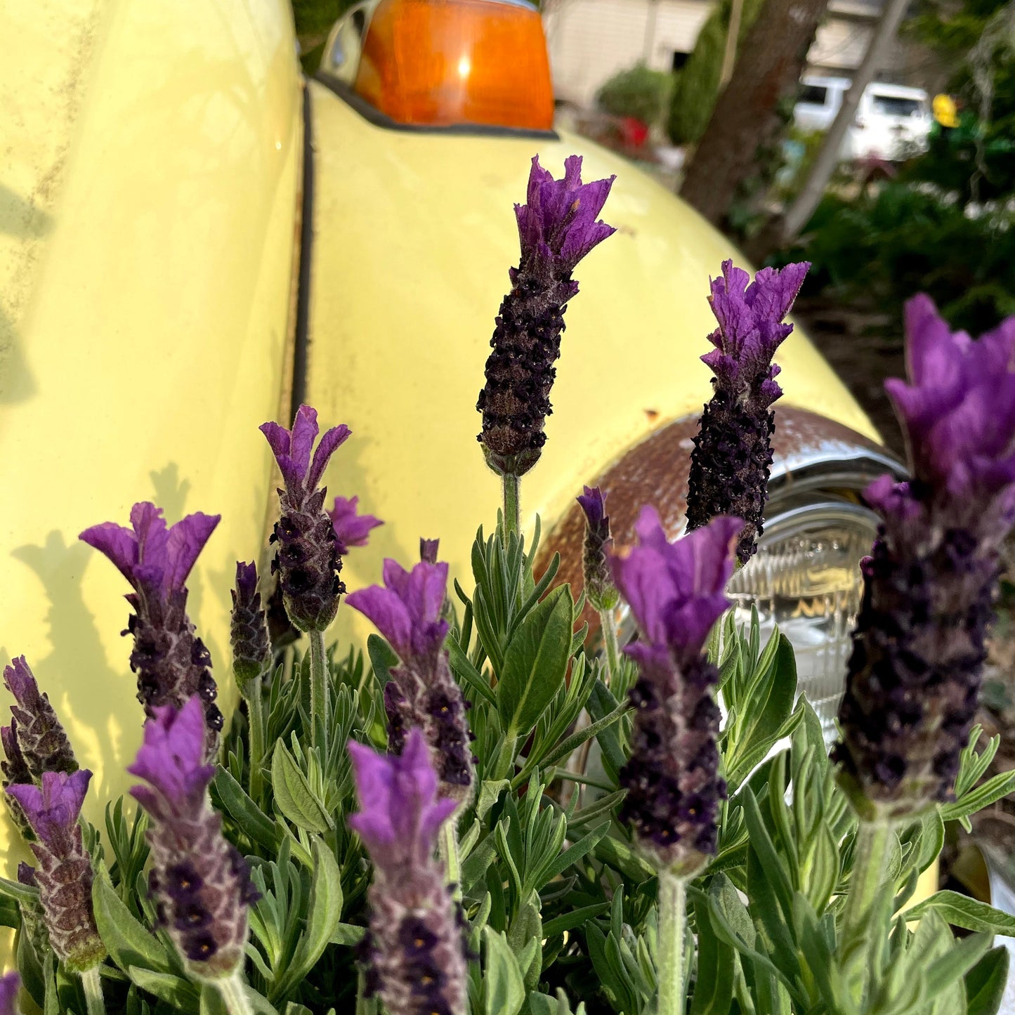 Lavender Daze Deposit