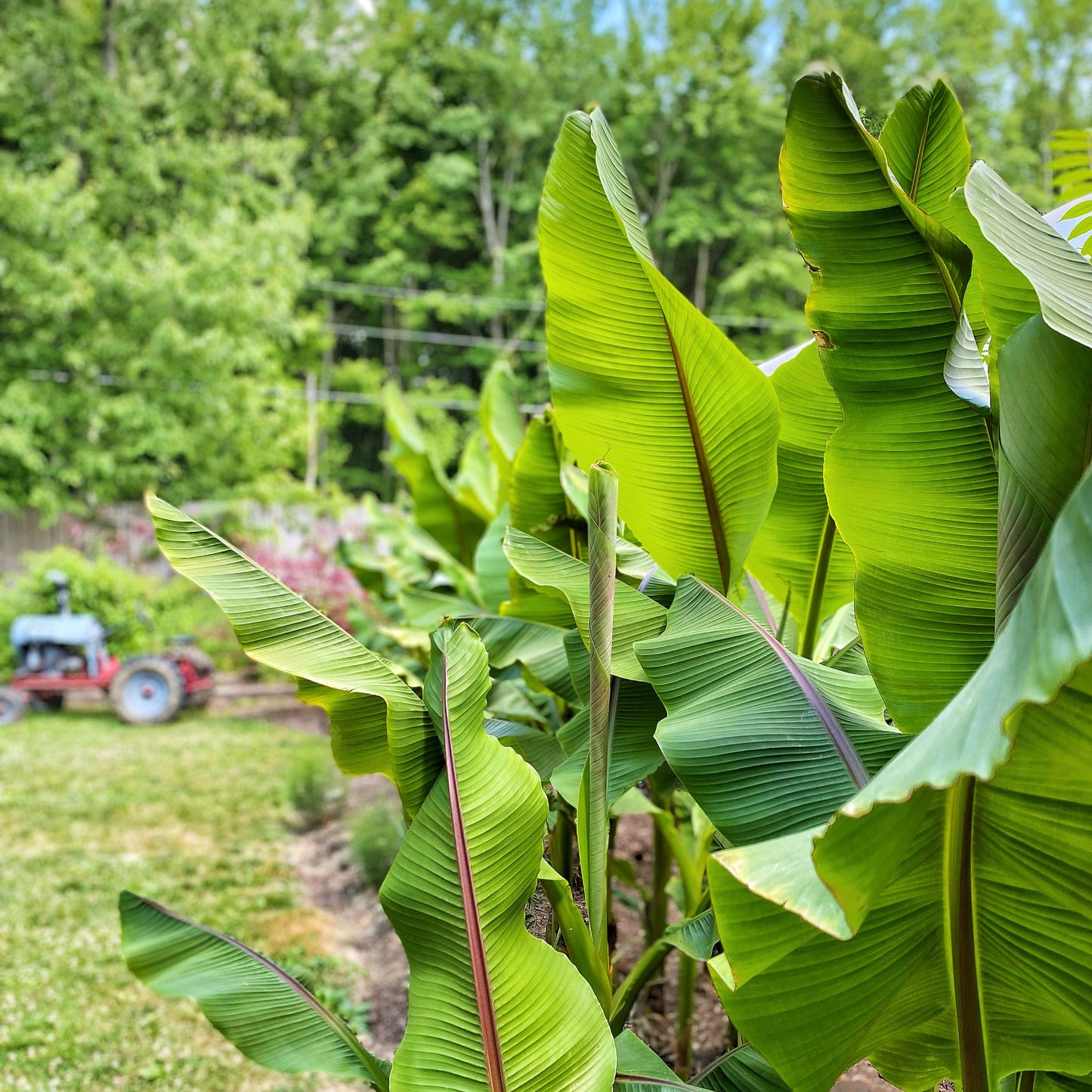 WHOLE GROVE Ohio Winter Hardy Banana (9 Large Plants) | Preorder