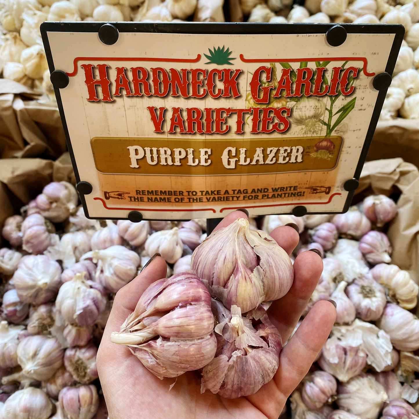 Garlic | Purple Glazer Hardneck - Pickup October 18th & 19th