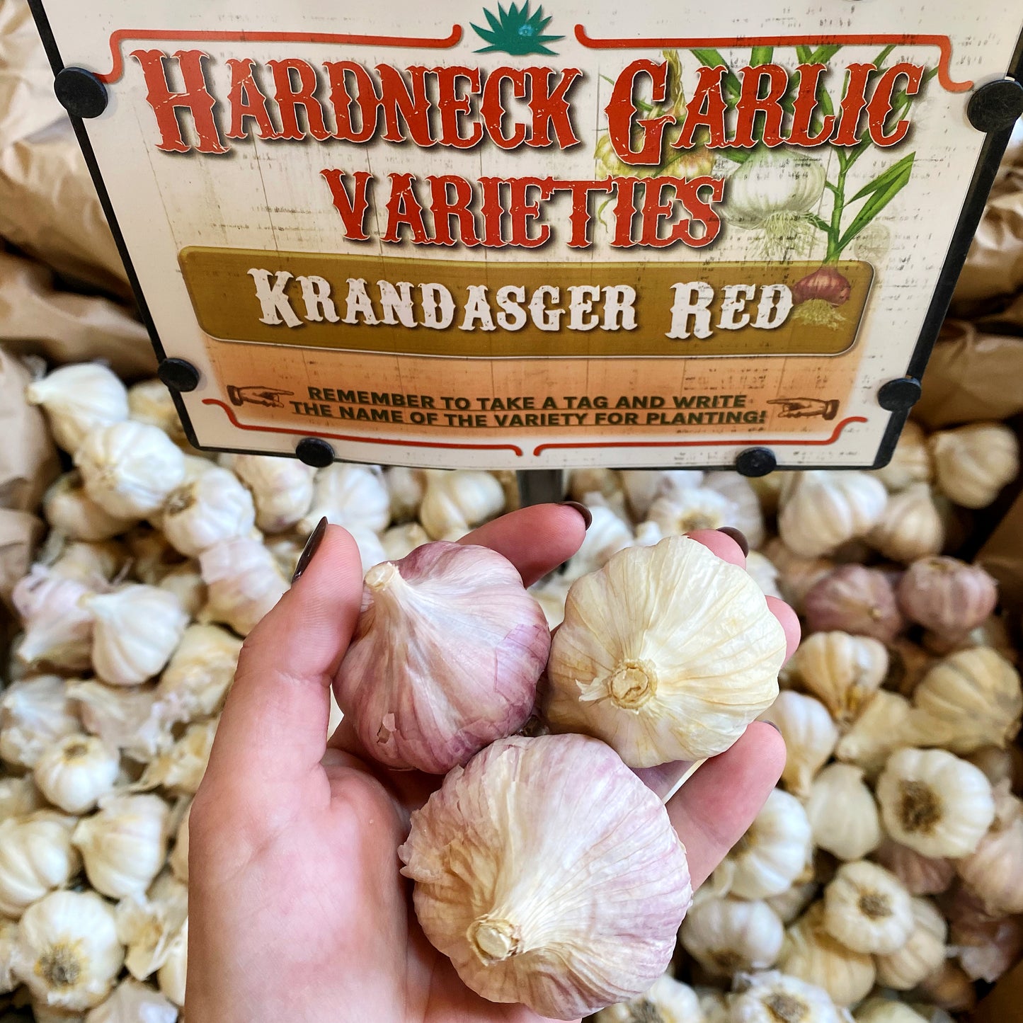 Garlic | Krandasger Red Hardneck - Pickup October 18th & 19th