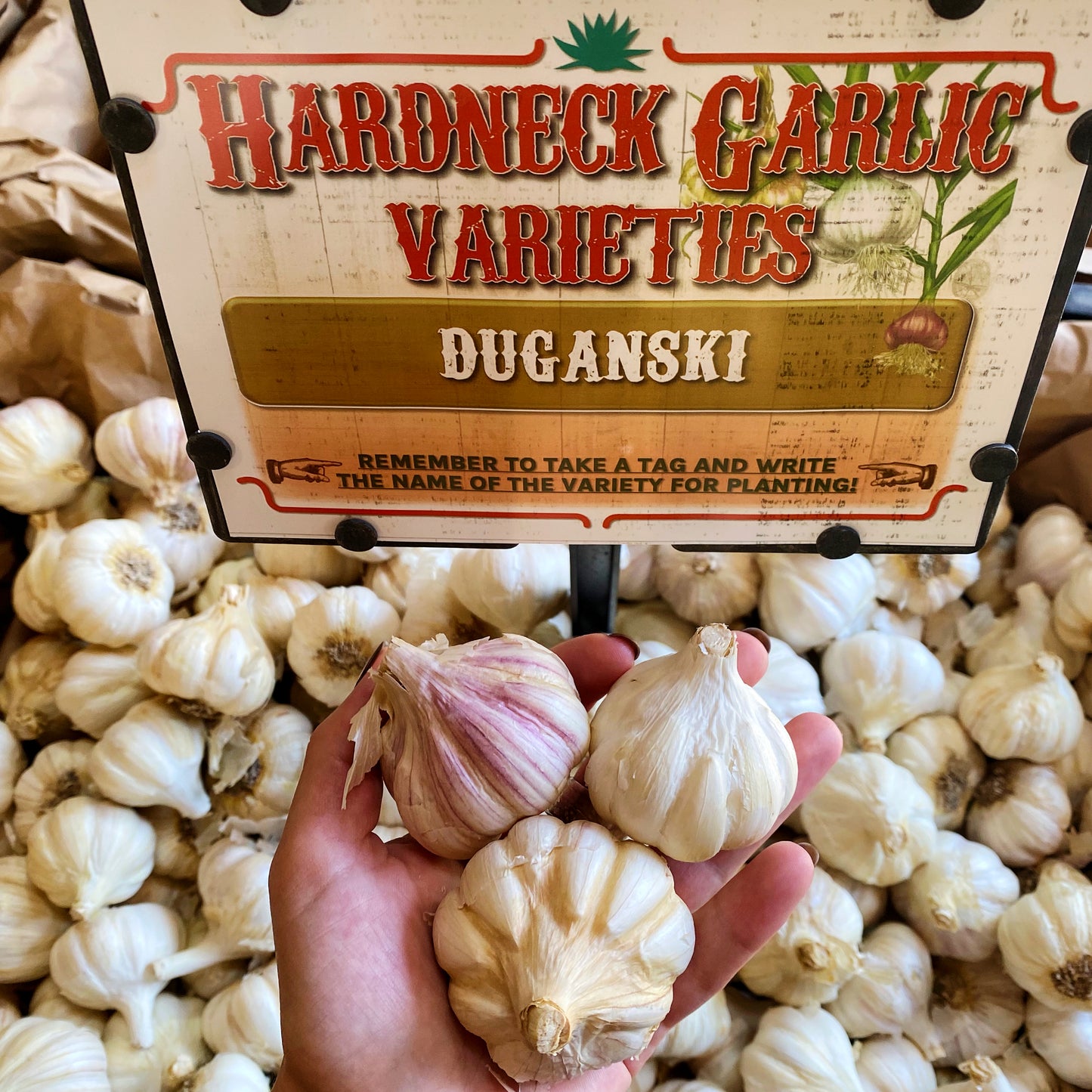 Garlic | Duganski Hardneck - Pickup October 18th & 19th