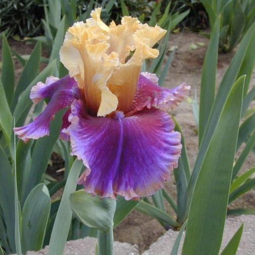 Preorder Iris 'Final Episode' | APRIL PICKUP ONLY!