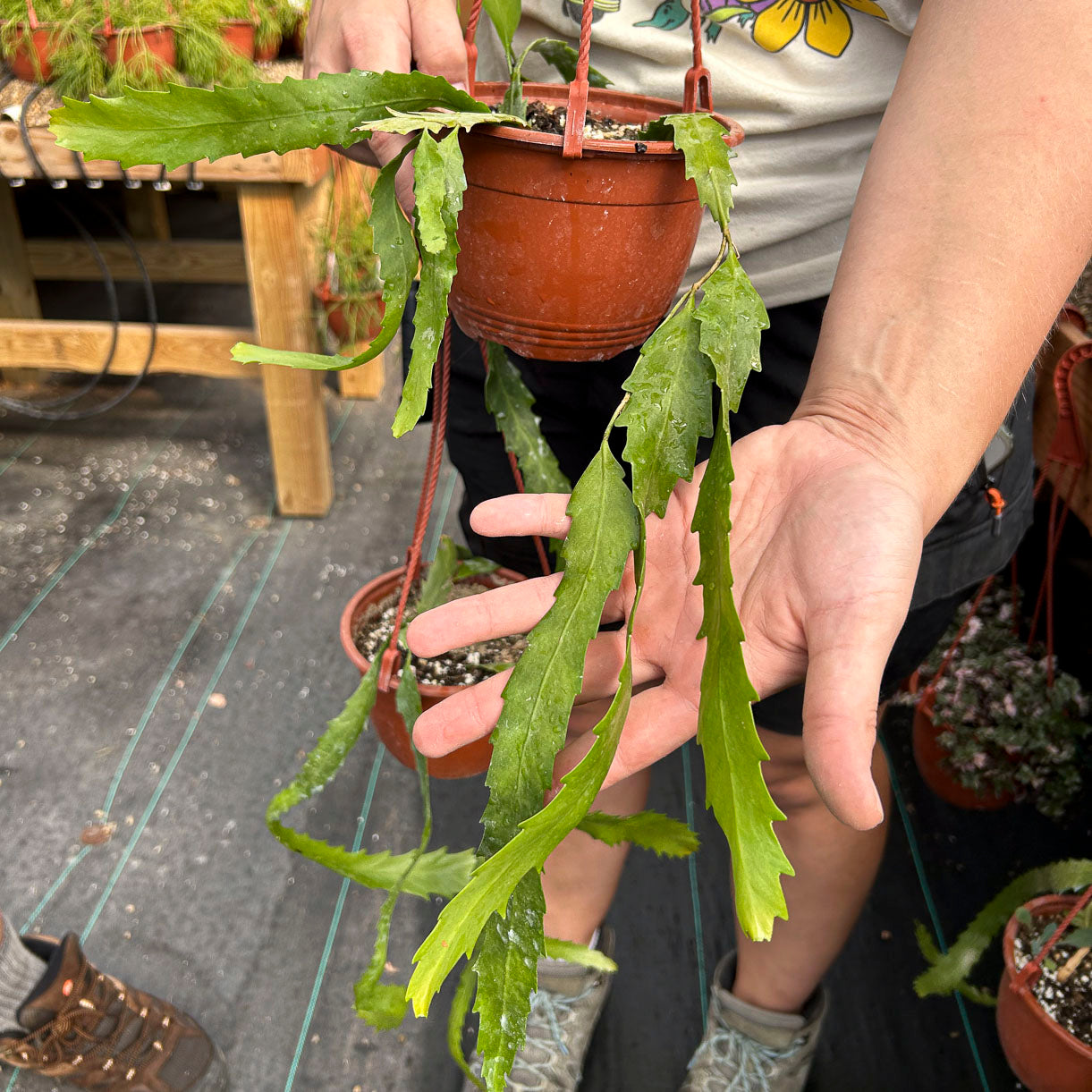 Lepismium houlletianum, Epiphytic Cactus- Limited Release Preorder