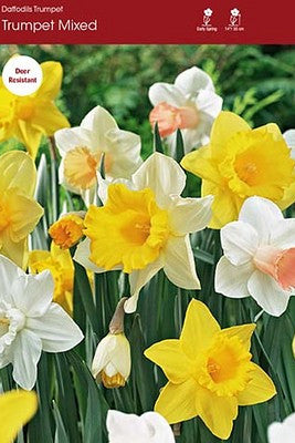 Daffodil Mixed Trumpet Mix~ 20 Blubs for Pickup in Fall