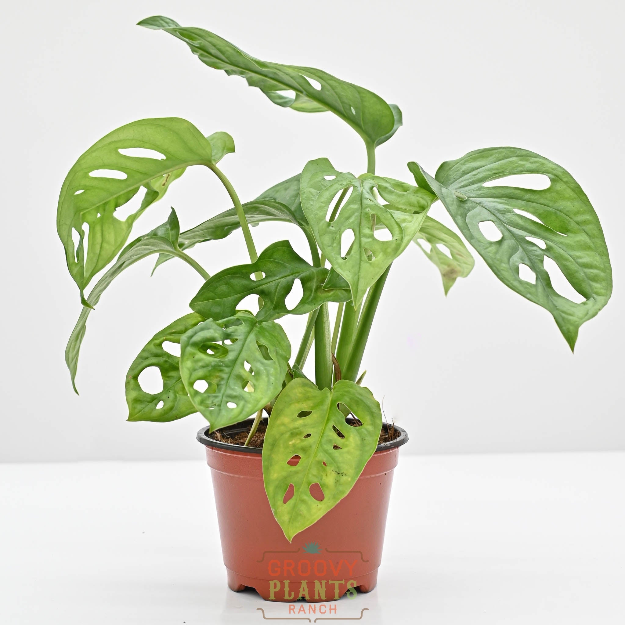 Swiss Cheese Plant | Monstera Adansonii – The Groovy Plants Ranch LLC