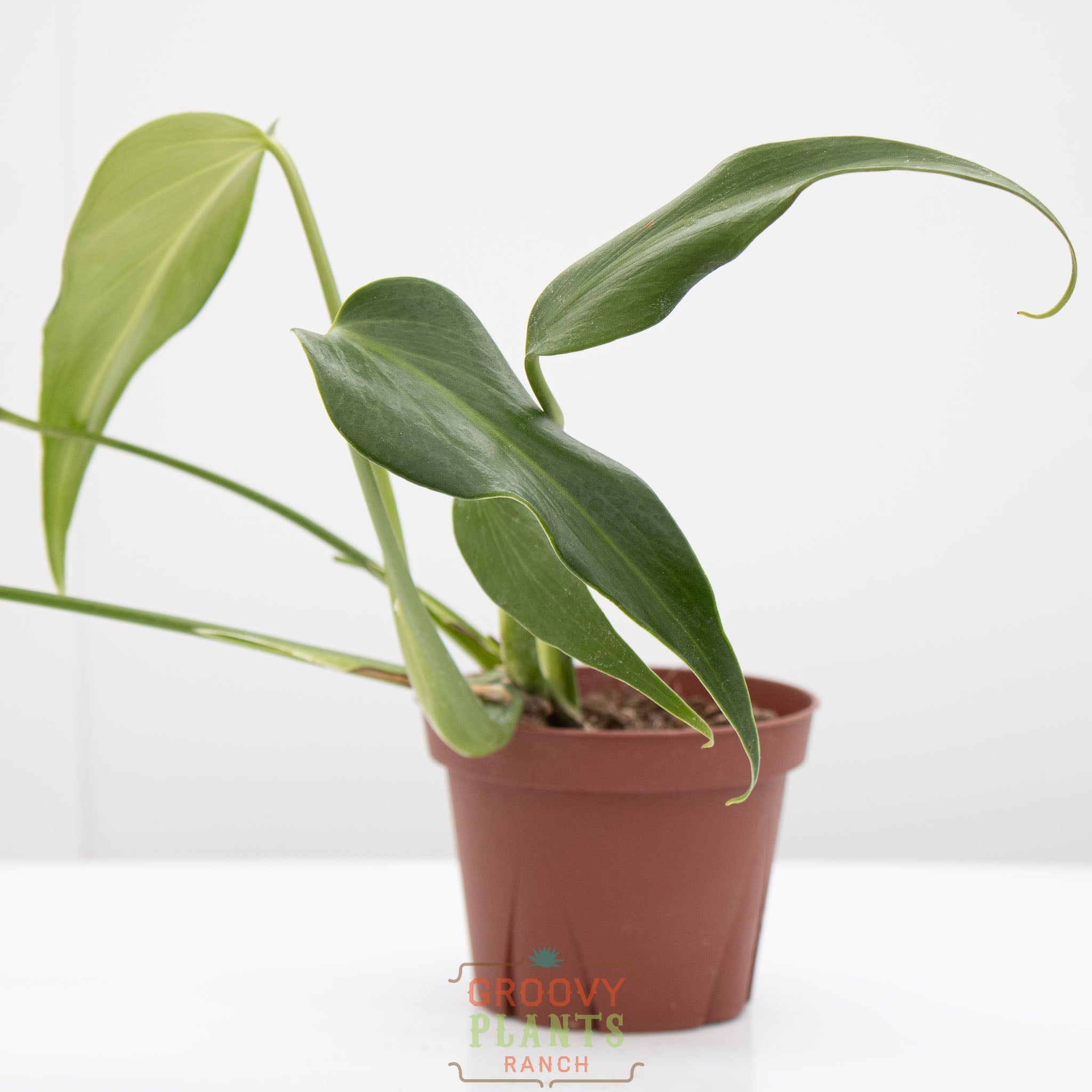 Monstera Burle Marx Flame – The Groovy Plants Ranch LLC