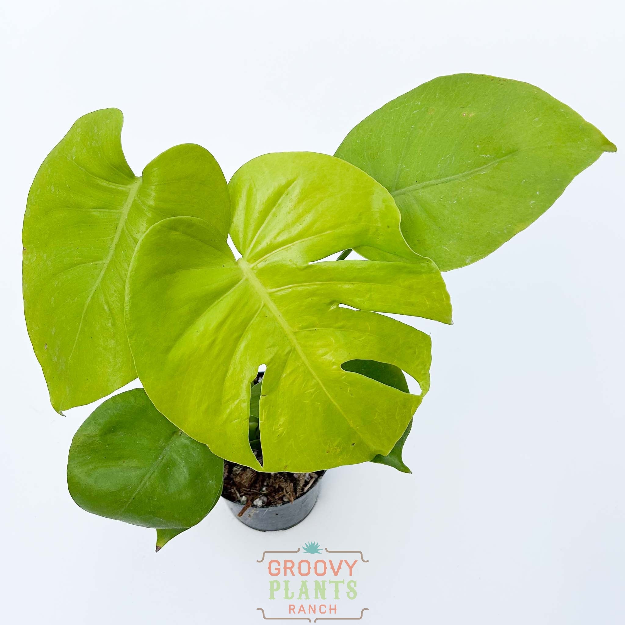 モンステラ Monstera Deliciosa 'Lemon Lime' – The Groovy Plants Ranch LLC