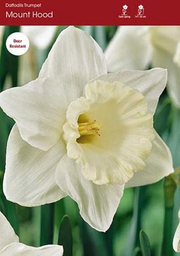 Daffodil Mount Hood ~ 20 Blubs for Pickup in Fall