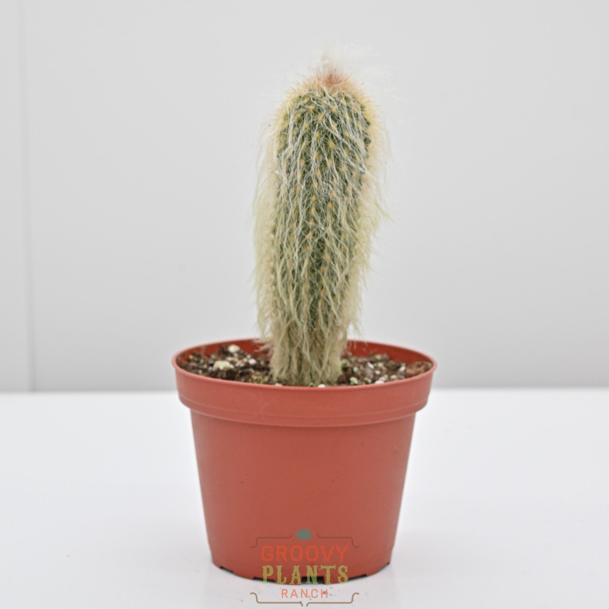 types of old man cactus Old Man Cactus