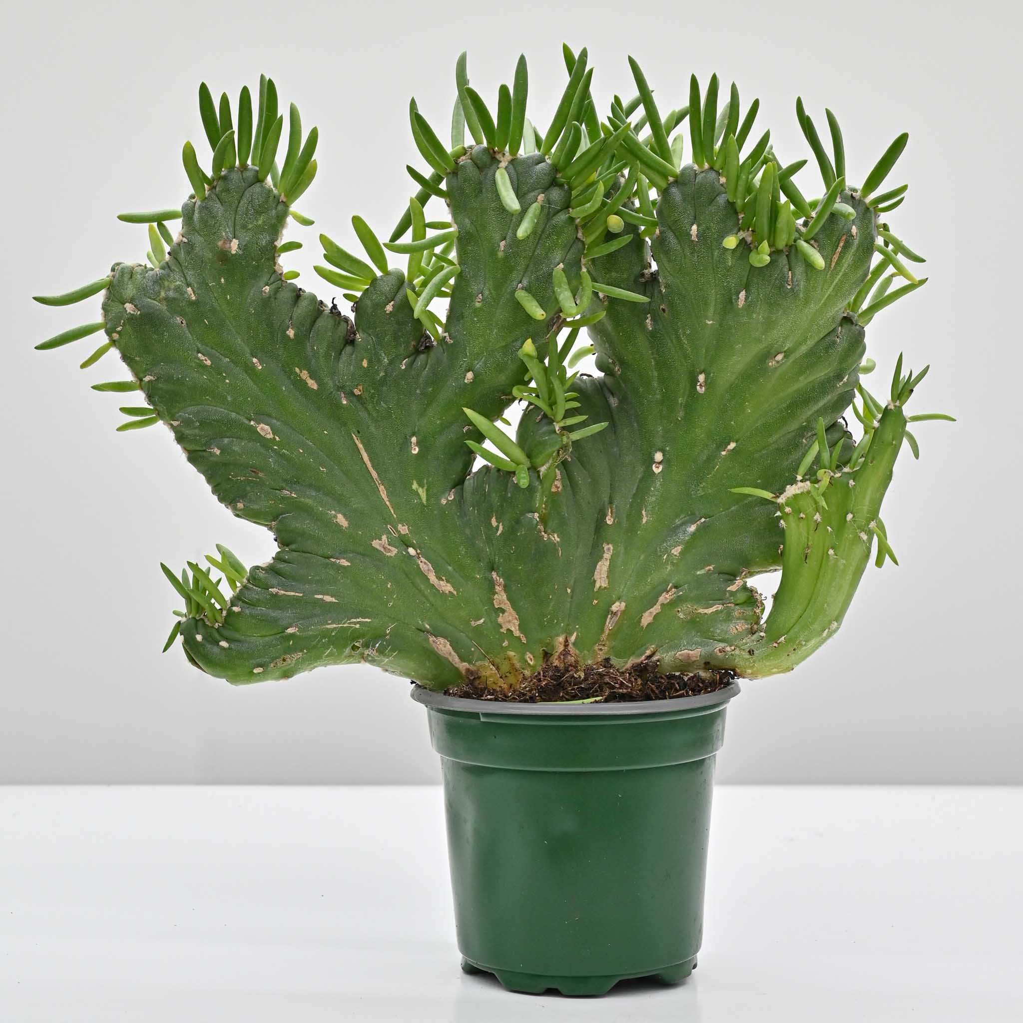 Crested Eve's Needle